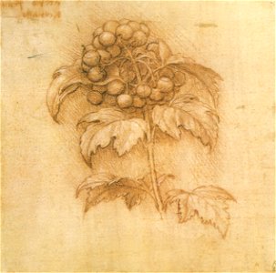 Leonardo da vinci, mirtillo palustre, 1506 circa, windsor, royal library