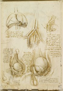 Leonardo da Vinci - RCIN 919098, The male genito-urinary system c.1508
