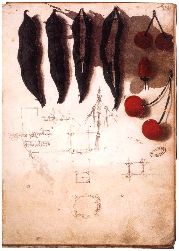 Leonardo da vinci, Fruit, vegetables and other studies