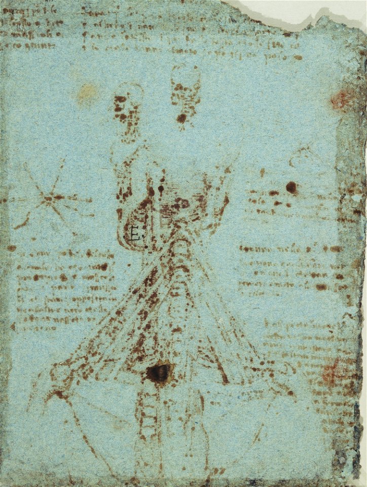 Leonardo da Vinci - RCIN 919075, v, The anatomy of the neck c. 1512-13