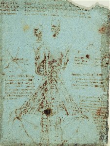 Leonardo da Vinci - RCIN 919075, v, The anatomy of the neck c. 1512-13