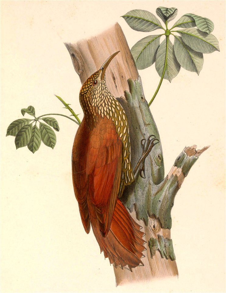 Lepidocolaptes lacrymiger 1849