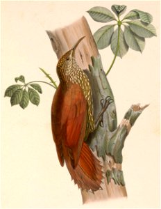 Lepidocolaptes lacrymiger 1849