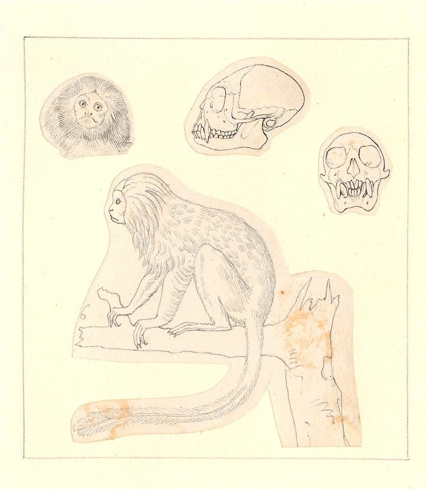 Leontopithecus rosalia - 1788-1863 - Print - Iconographia Zoologica - Special Collections University of Amsterdam - UBA01 IZA1000468