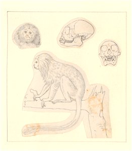 Leontopithecus rosalia - 1788-1863 - Print - Iconographia Zoologica - Special Collections University of Amsterdam - UBA01 IZA1000468