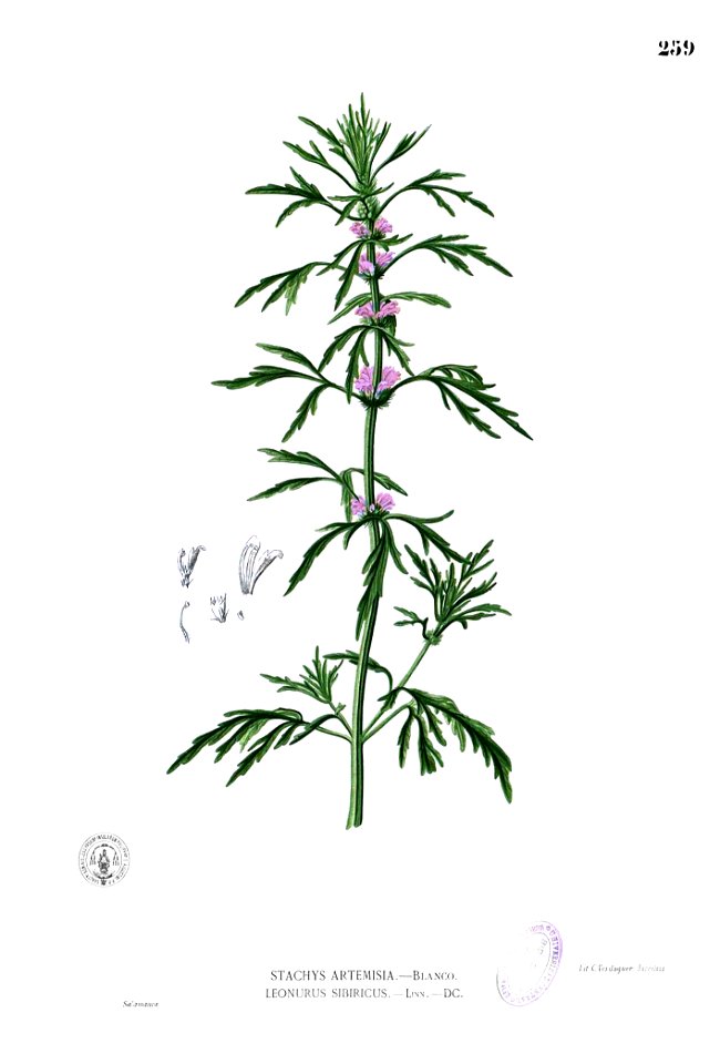 Leonurus japonicus Blanco2.259