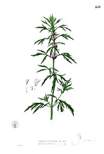 Leonurus japonicus Blanco2.259