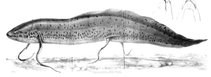 LepidosirenFord