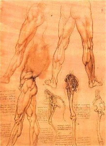 Leonardo da vinci, Studies of legs of man and the leg of a horse
