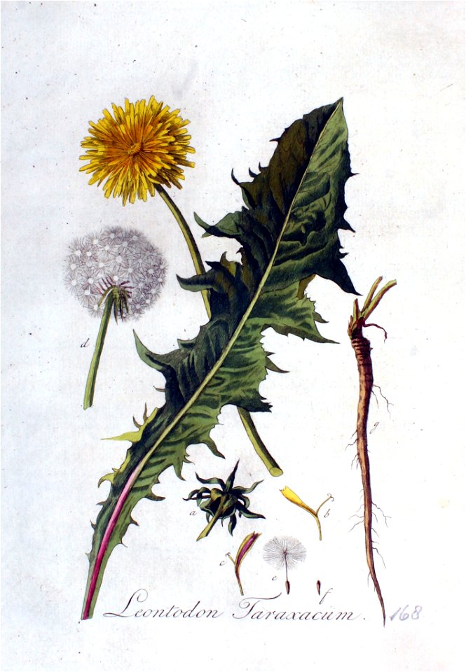 Leontodon taraxacum — Flora Batava — Volume v3