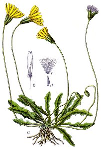 Leontodon hirtus Sturm32