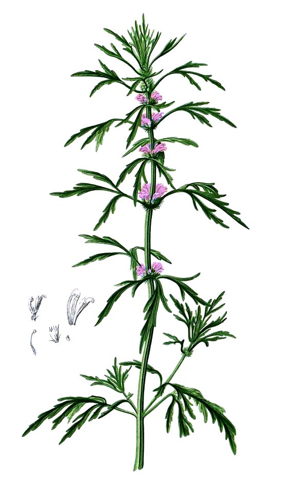 Leonurus japonicus Blanco2.259-cropped