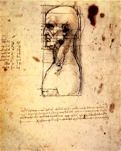 Leonardo da vinci, Male head in profile with proportions