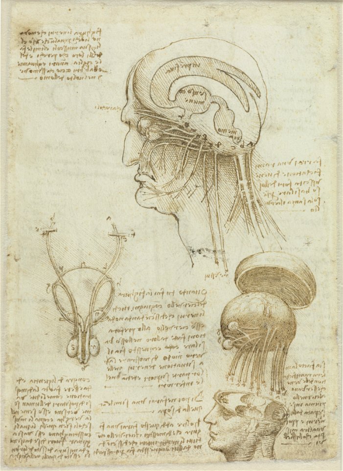 Leonardo da Vinci, Manuskriptblatt mit anatomischen Zeichnungen und Notizen