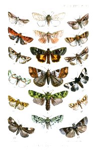 Lepidoptera1ButlerPZSL1867