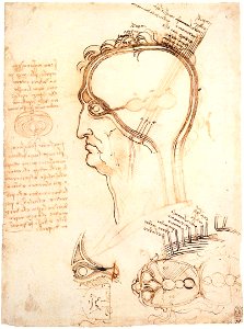 Leonardo da vinci, Comparison of scalp skin and onion