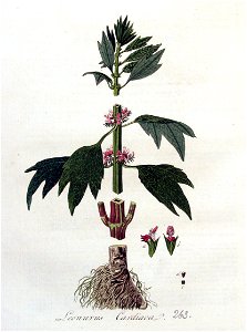 Leonurus cardiaca — Flora Batava — Volume v4
