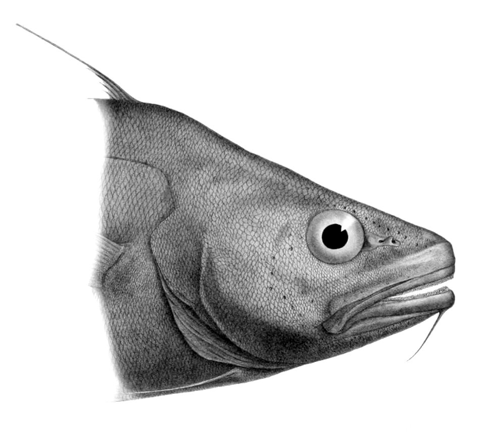 Lepidion guentheri