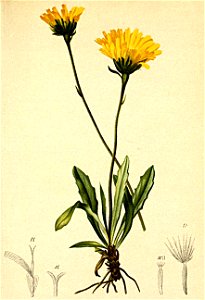 Leontodon pyrenaicus Atlas Alpenflora