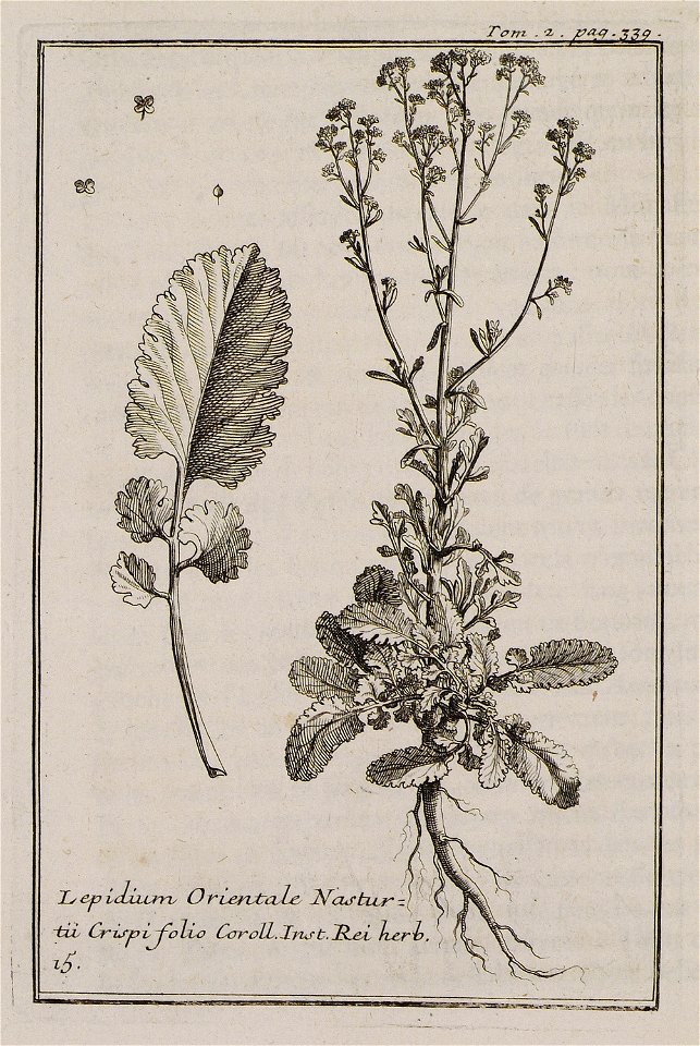 Lepidium Orientale Nasturtii Crispi folio Coroll Inst Rei herb 15 - Tournefort Joseph Pitton De - 1717