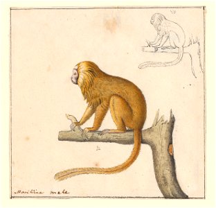 Leontopithecus rosalia - 1788-1863 - Print - Iconographia Zoologica - Special Collections University of Amsterdam - UBA01 IZA1000466