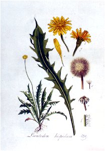 Leontodon hispidum — Flora Batava — Volume v2