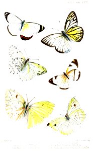 Lepidoptera2ButlerPZSL1865
