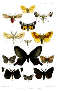 Lepidoptera2Frohawk1888