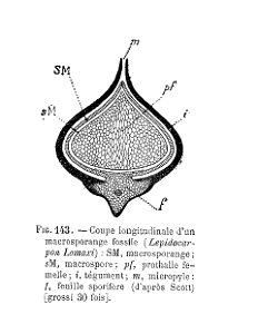 Lepidocarpon Lomaxi - macrosporange