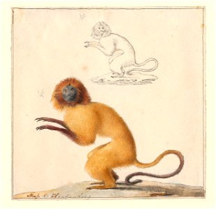 Leontopithecus rosalia - 1788-1863 - Print - Iconographia Zoologica - Special Collections University of Amsterdam - UBA01 IZA1000464
