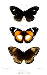 Lepidoptera1Mintern 1874
