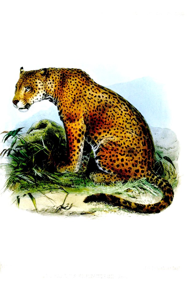 LeopardusHernandesiiWolf