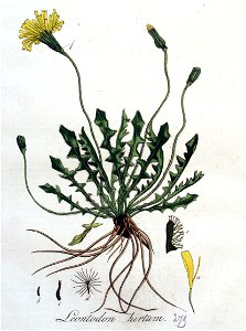 Leontodon hirtum — Flora Batava — Volume v4