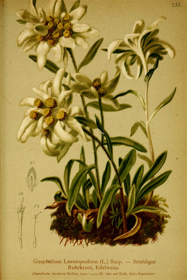 Leontopodium alpinum001