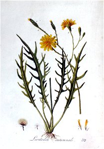 Leontodon autumnale — Flora Batava — Volume v2