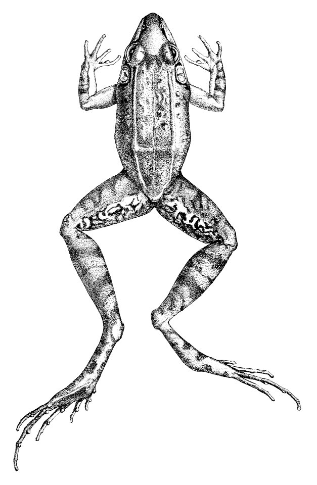 Leptodactylus longirostris (2)