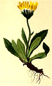 Leontodon saxatilis Atlas Alpenflora
