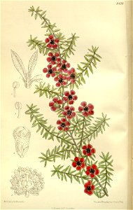 Leptospermum scoparium nichollii 138-8419
