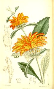 Leonotis dysophylla 137-8404