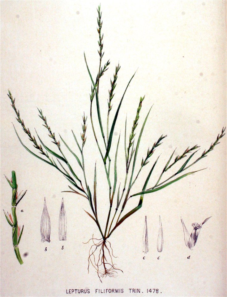 Lepturus filiformis — Flora Batava — Volume v19