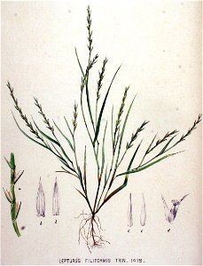 Lepturus filiformis — Flora Batava — Volume v19