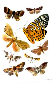 Lepidoptera5Cooke