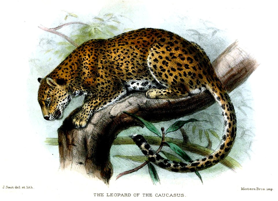 LeopardSmit