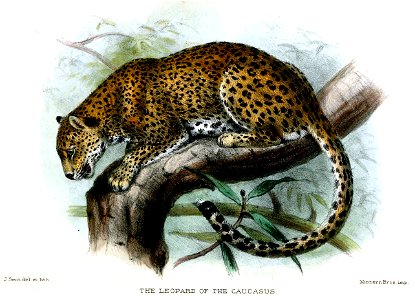 LeopardSmit