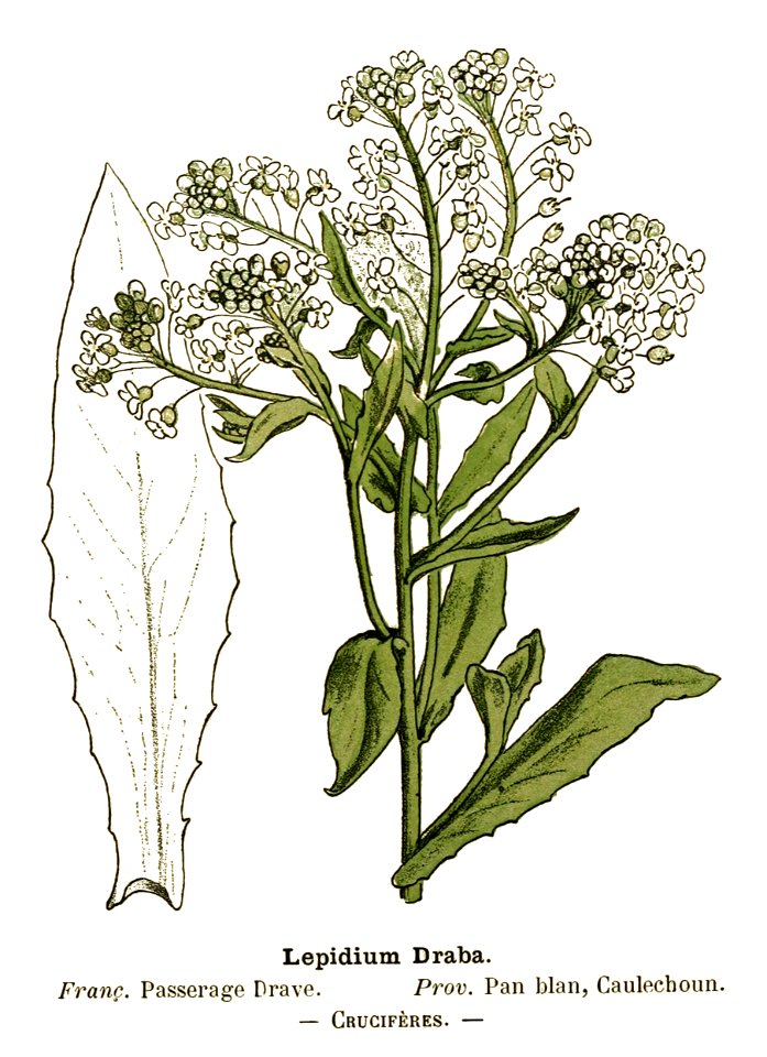 Lepidium draba - Flore coloriée de poche du littoral méditerranéen