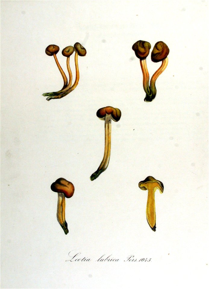 Leotia lubrica — Flora Batava — Volume v14