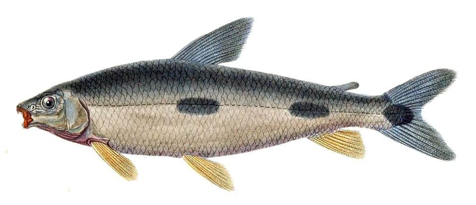 Leporinus obtusidens Orbigny