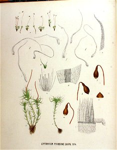 Leptobryum pyriforme — Flora Batava — Volume v18. Free illustration for personal and commercial use.