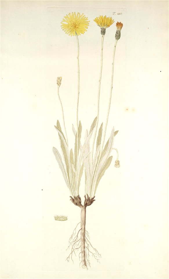 Leontodon incanus