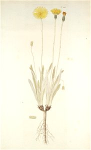 Leontodon incanus